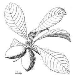 Terminalia kaernbachii Okari Nut